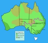 Carte de l'Australie avec la barrière Dingo Fence et la répartition entre les dingos et les chiens