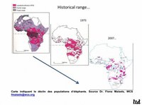 carte disparition éléphants Afrique déclin