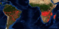 Carte des incendies en Amazonie et en Afrique, photo satellite de la NASA
