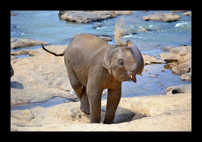 Photo Sri Lanka bébé éléphant